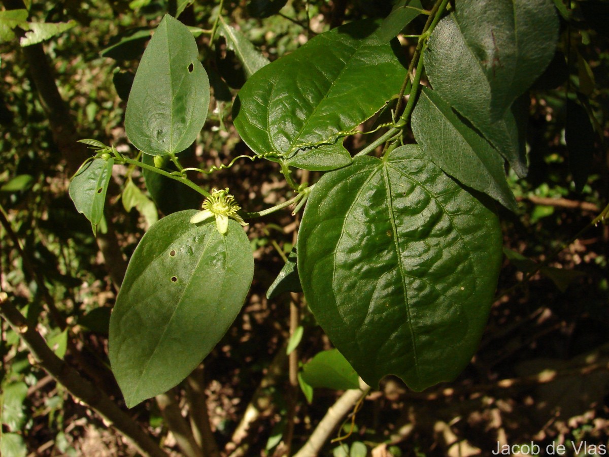 Passiflora suberosa L.